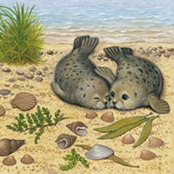 Two Seal Pups Design 3 Ply Paper Napkins (20)