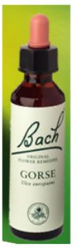 Nelson Bach Flower Remedies: Bach Gorse Flower Remedy (20ml) available online here