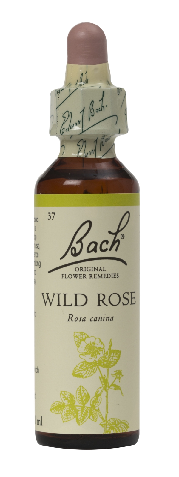 Nelson Bach Flower Remedies: Bach Wild Rose Flower Remedy (20ml) available online here