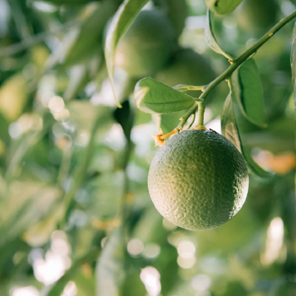St Eval Candles: Grapefruit & Lime Scented Tealights (9) Two Packs  available online here