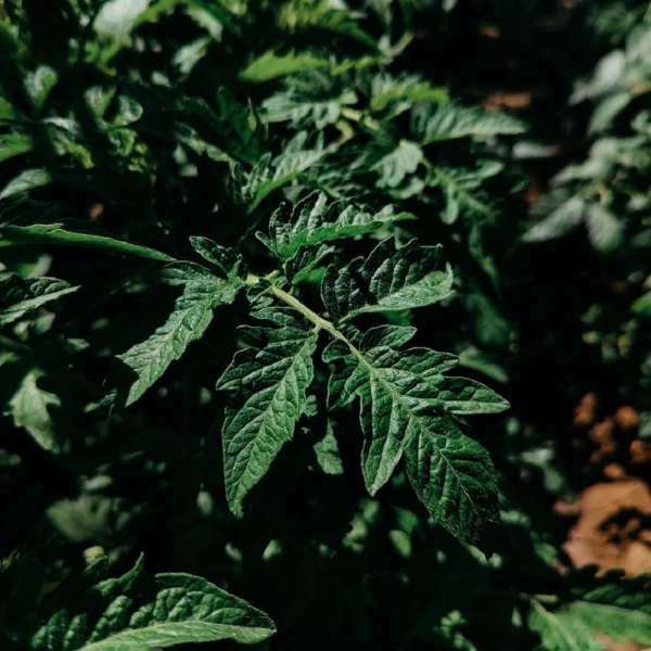 St Eval Candles: Green Vine Scented Tealights (9) Two Packs available online here