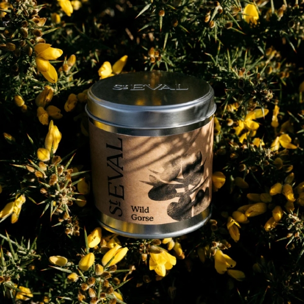 St Eval Candles: Wild Gorse Scented Candle in a Tin available online here