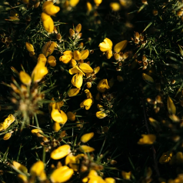 St Eval Candles: Wild Gorse Tealights (9) two packs available online here