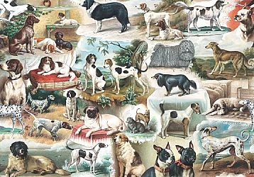 Gift Wrapping Paper. Large Size 1m x 0.7m. Darling the Dogs are alright x two